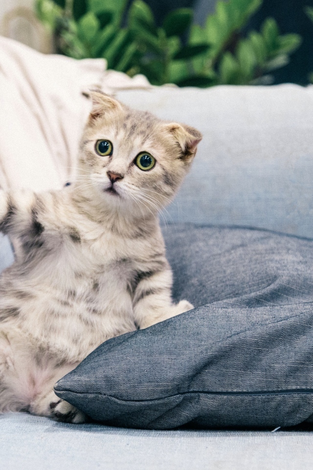 Испуганный котенок лежит на диване