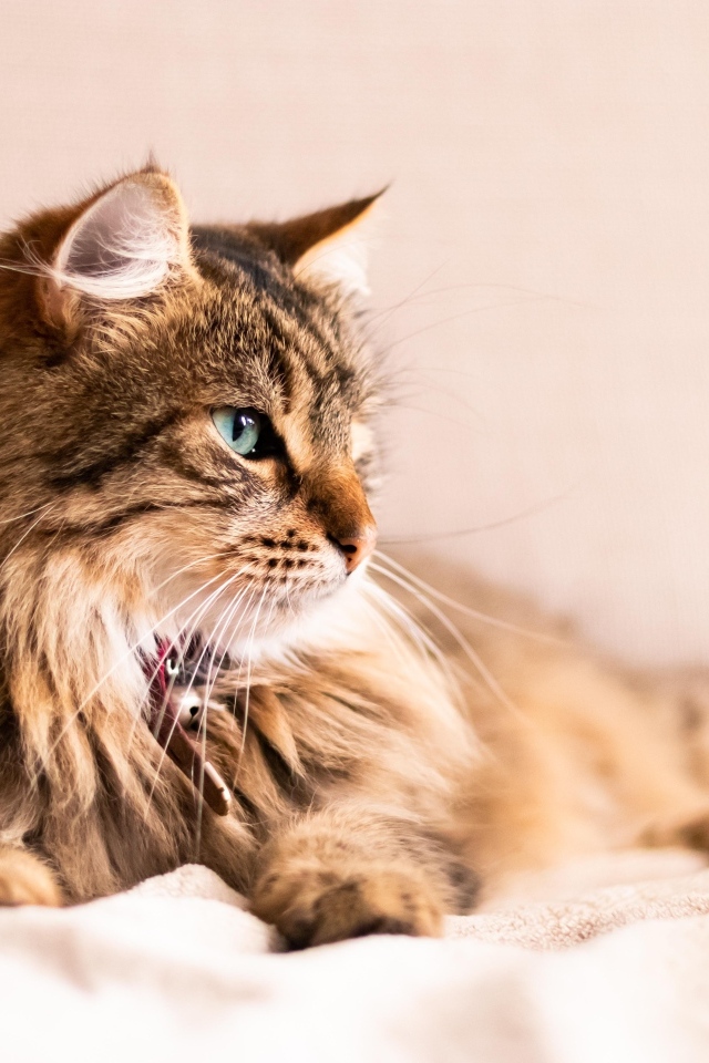 Серьезный пушистый серый кот лежит на кровати