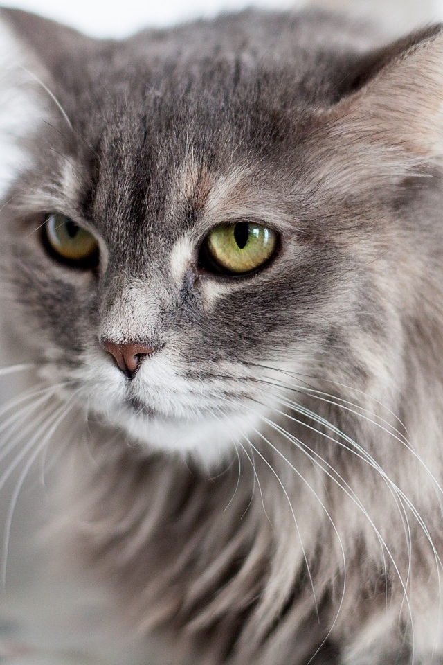 Серьезный взгляд пушистого серого кота