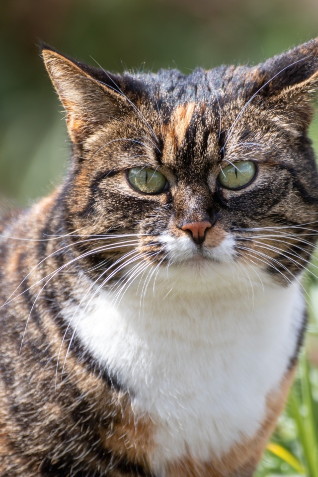 Серьезный полосатый кот гуляет по улице
