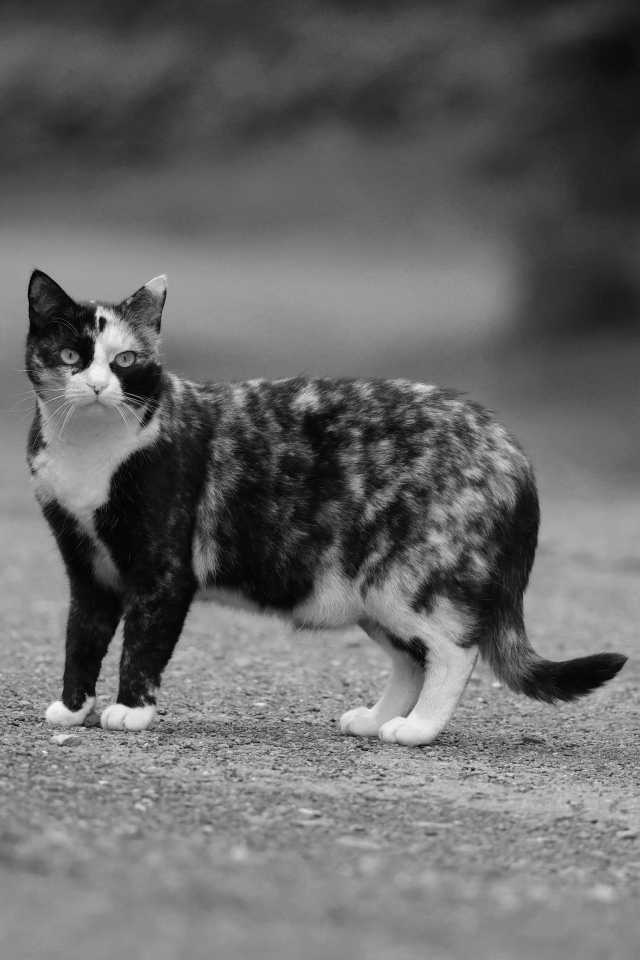 Пятнистая трехцветная кошка на дороге