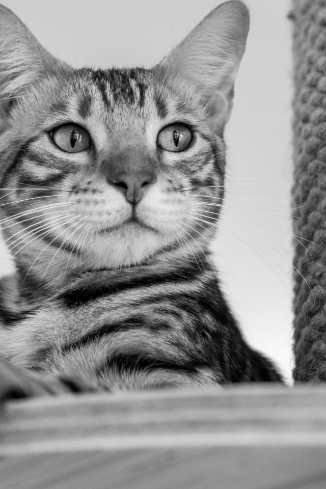 Серый кот стоит у когтеточки