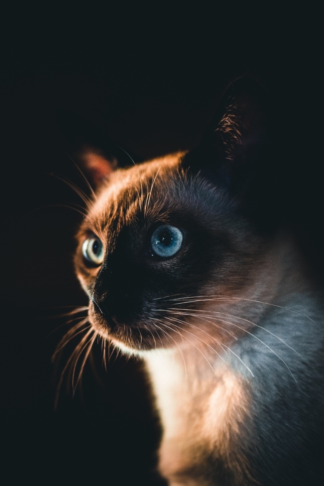 Морда голубоглазого сиамского кота на черном фоне