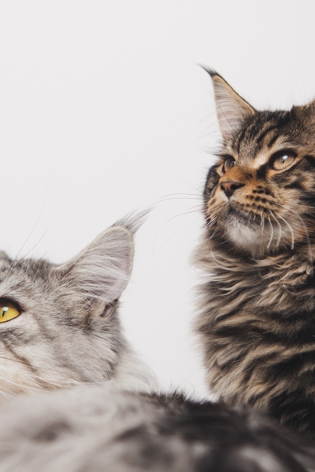 Два мейнкуна на сером фоне