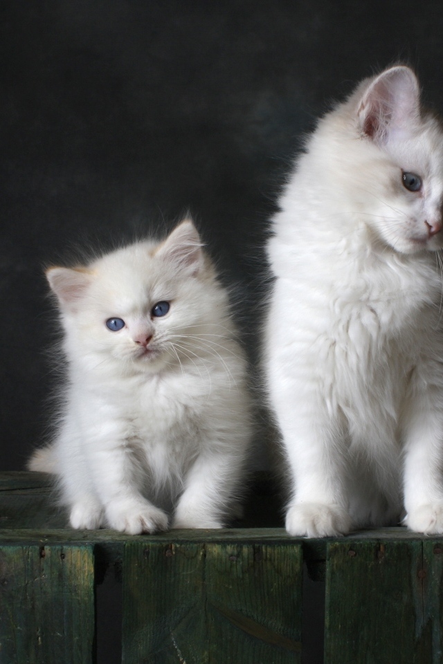 Два маленьких белых котенка на сером фоне