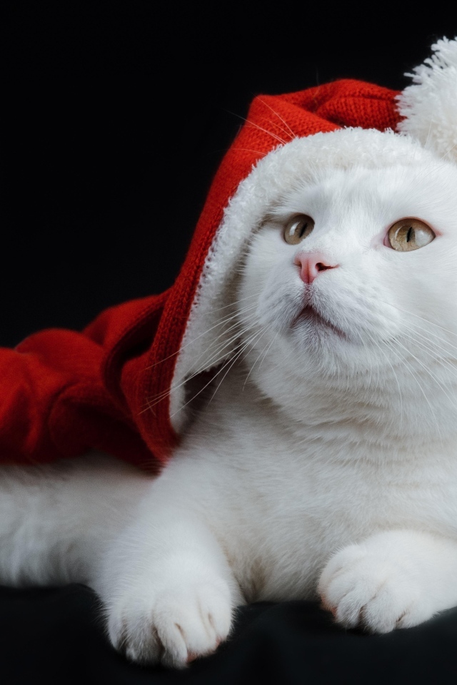 Белый кот в шапке Санта Клауса на черном фоне
