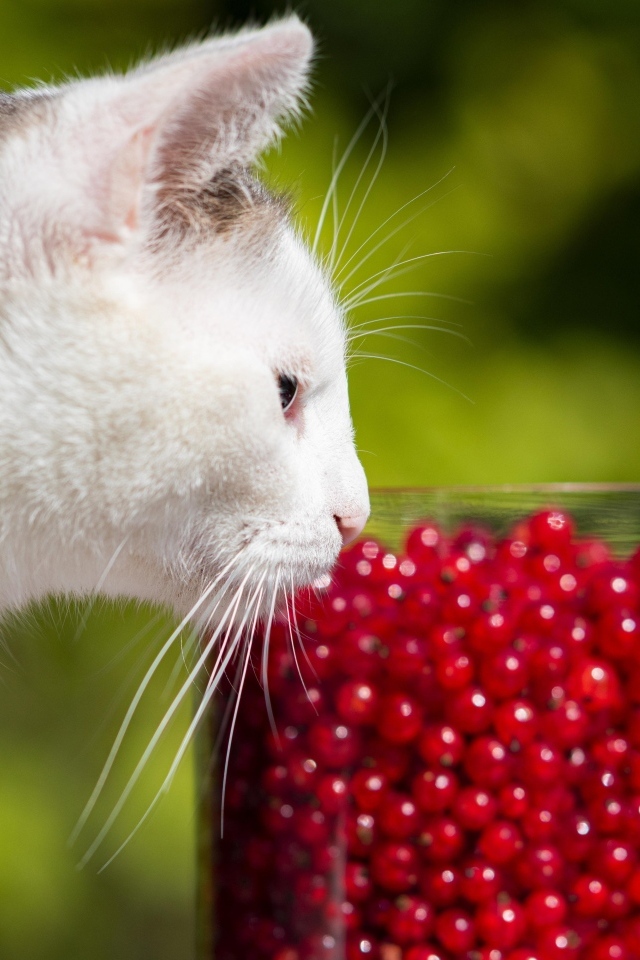Белый кот нюхает ягоды красной смородины