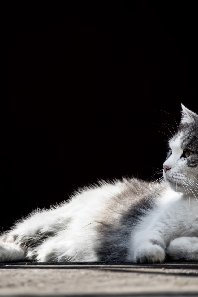 Белый с серыми пятнами кот на черном фоне