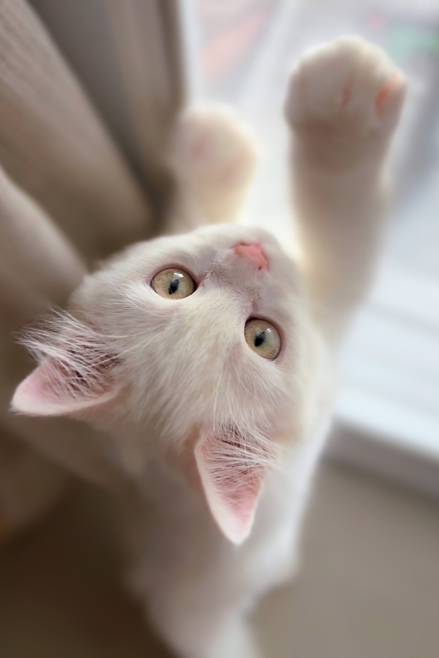 Белый котенок стоит у окна