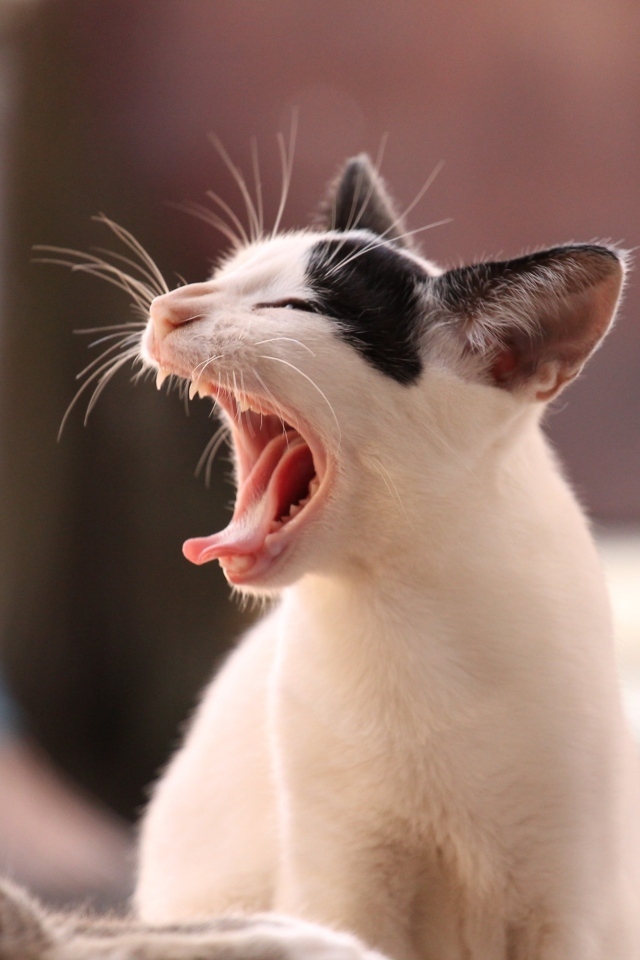 Зевающий черно белый кот 