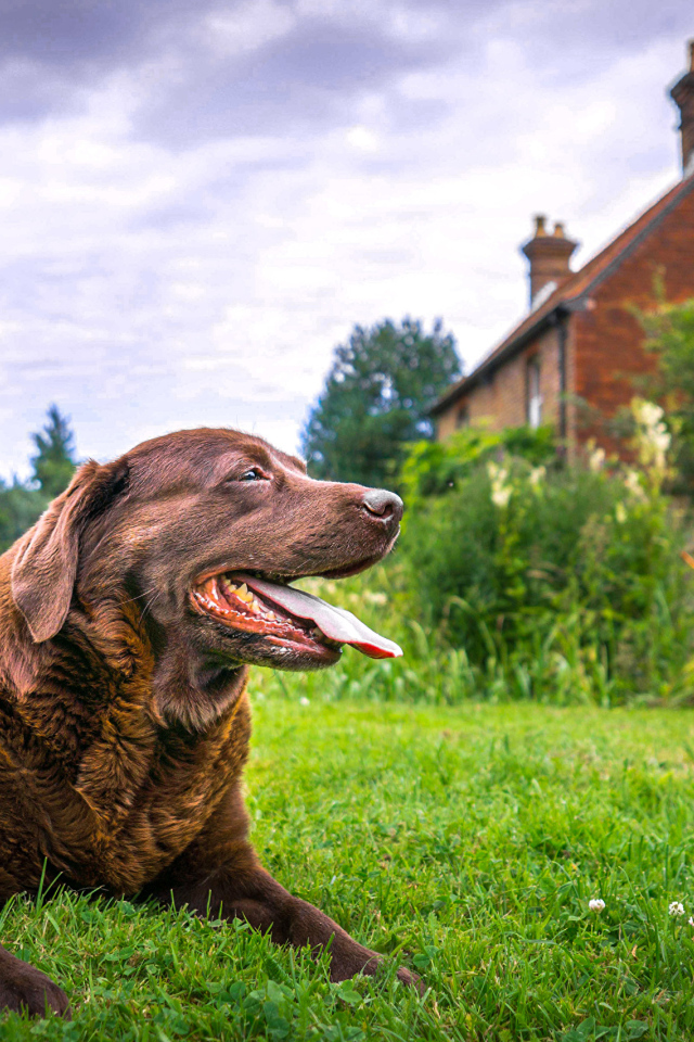 Коричневый лабрадор с высунутым языком лежит на траве
