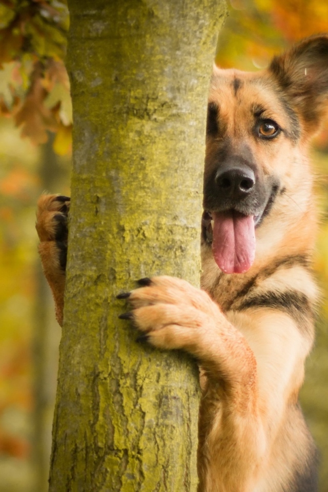 Овчарка с высунутым языком стоит у дерева