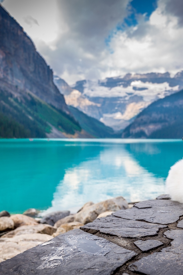 Белый пес лежит на берегу голубого горного озера