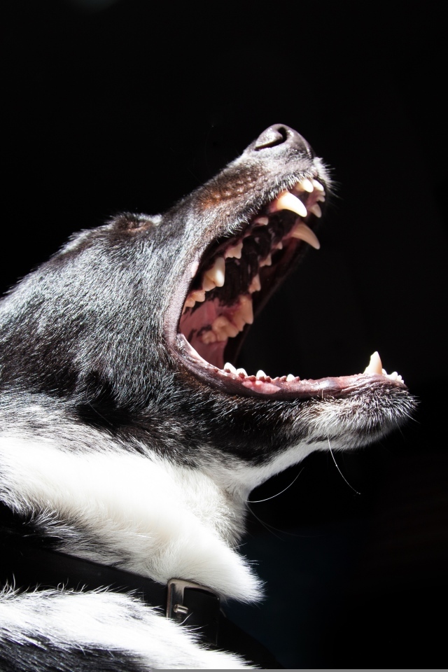 Злая собака с открытой пастью на черном фоне