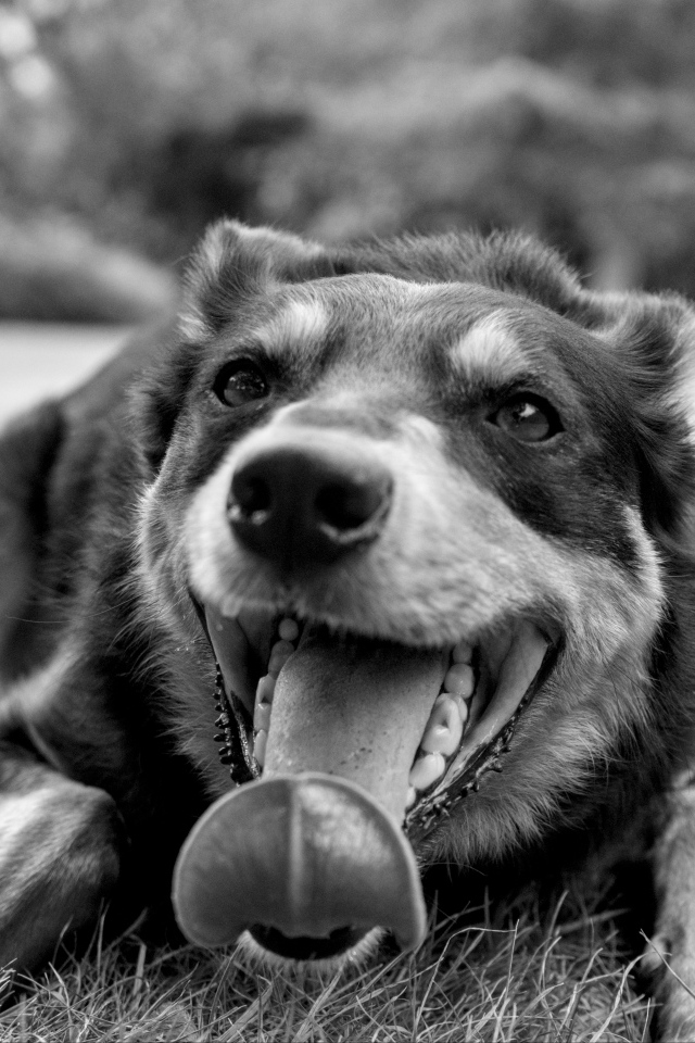 Австралийский келпи с высунутым языком на траве