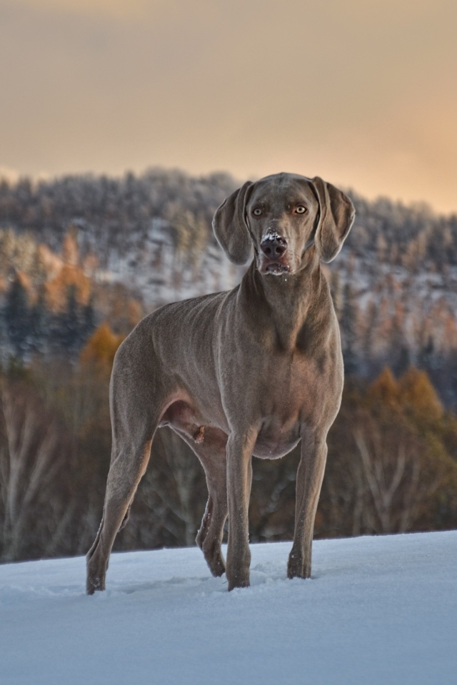 Красивый пес породы веймаранер на снегу