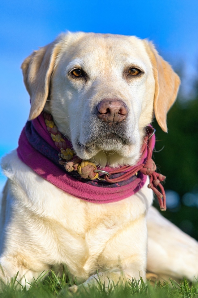 Красивый золотистый ретривер лежит на траве