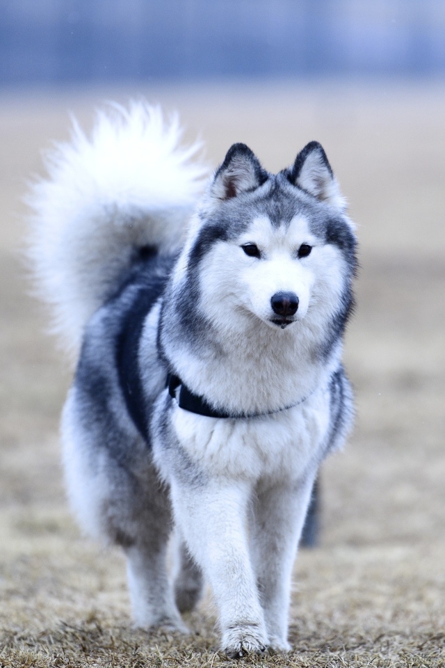 Красивая собака породы хаски