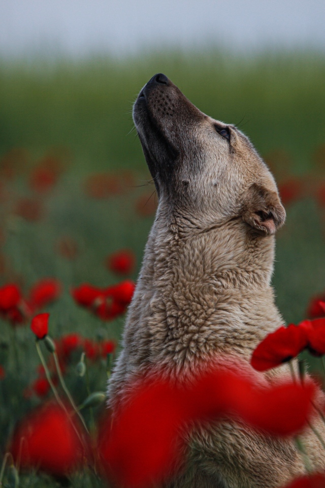 Большая собака сидит в цветах красного мака