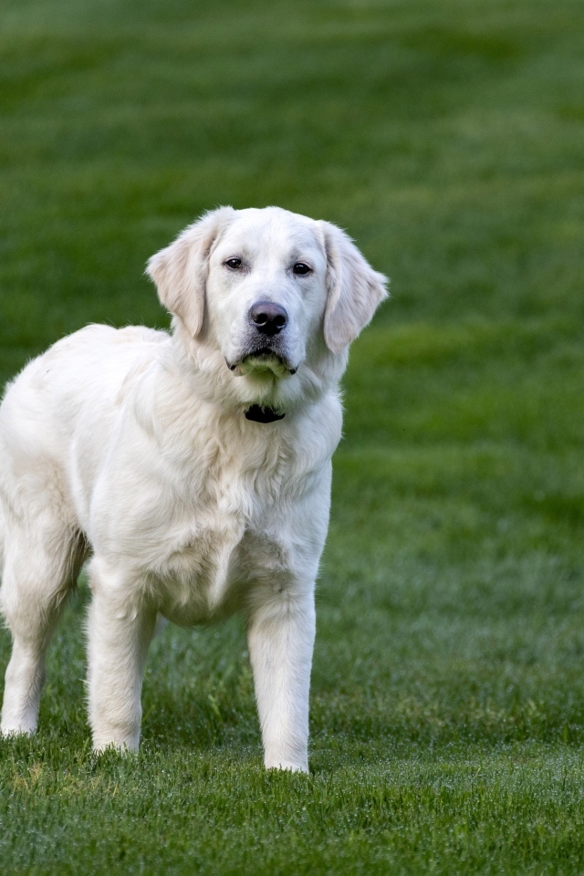 Большой золотистый ретривер на зеленой траве