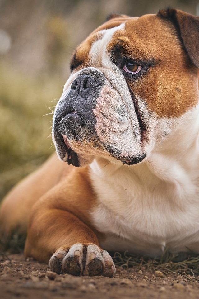 Большой серьезный бульдог лежит на земле