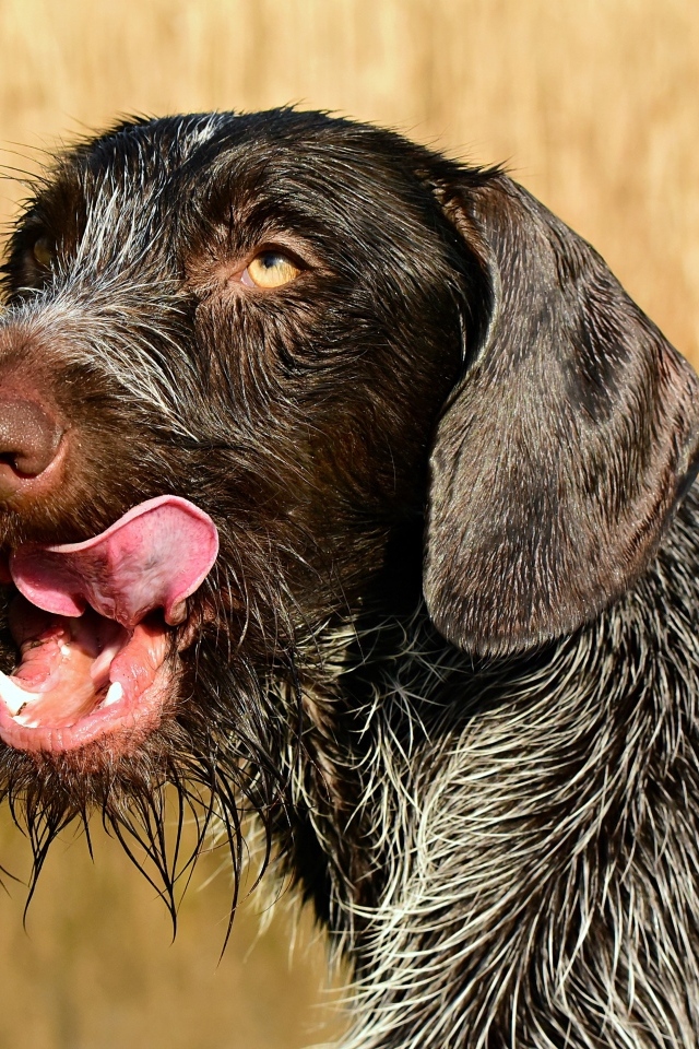 Черный пес породы Дратхаар с высунутым языком