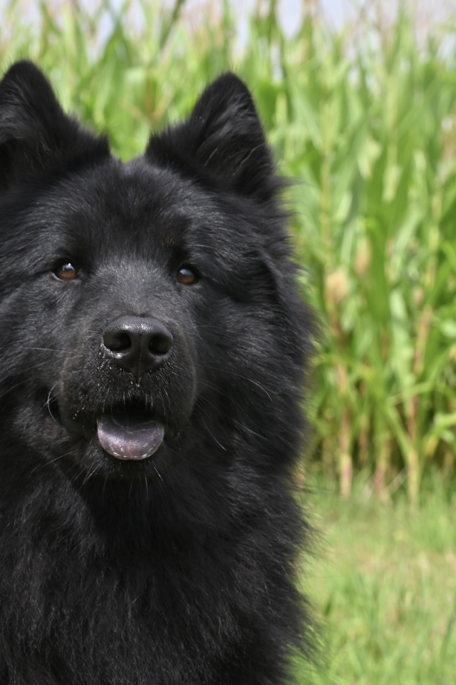 Черная евразийская собака сидит на траве