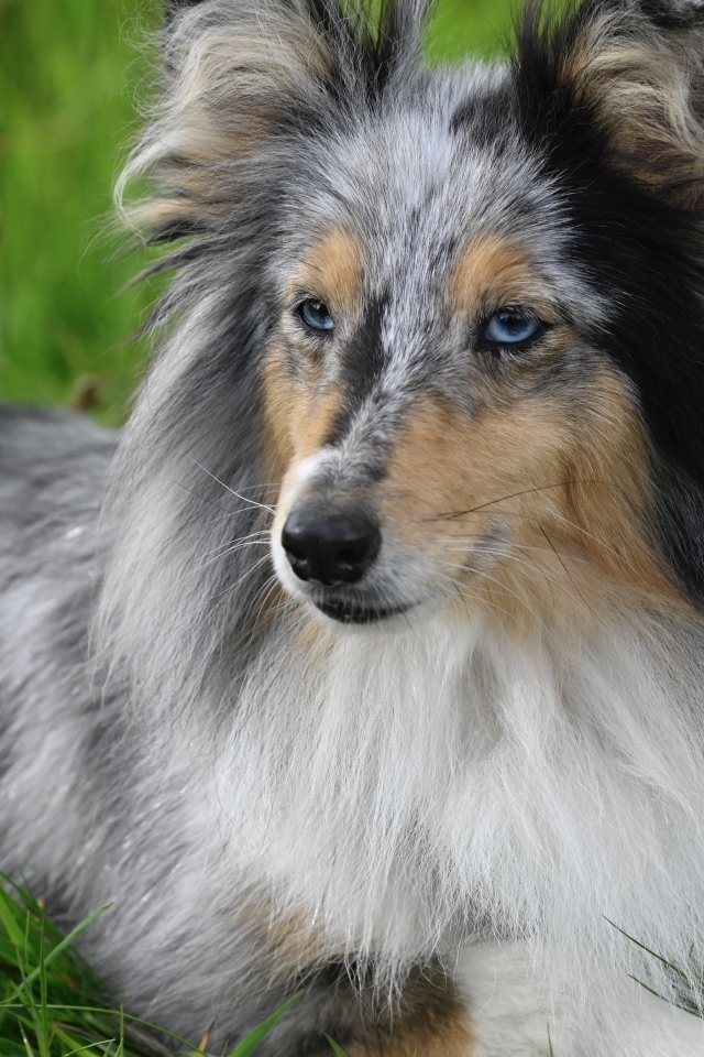 Голубоглазая шотландская овчарка лежит на траве