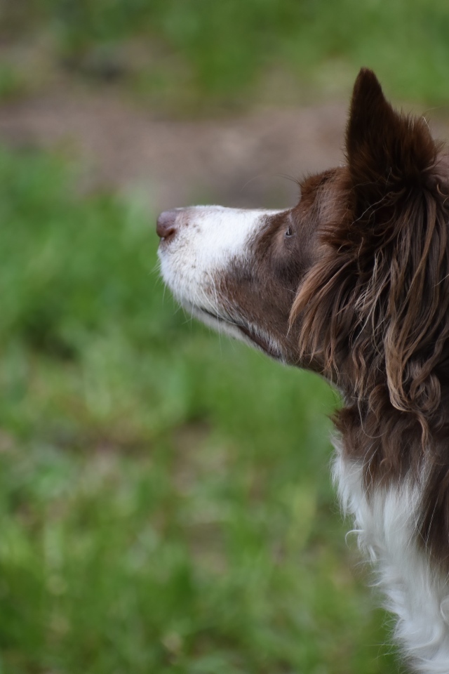 Бордер колли с грустным взглядом