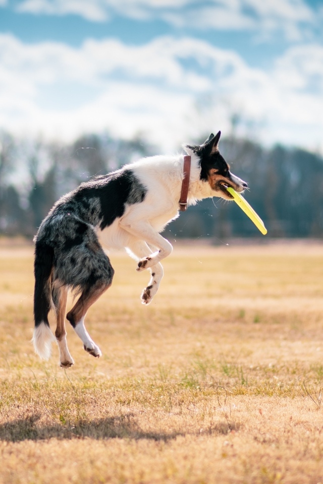 Собака породы бордер колли ловит тарелку