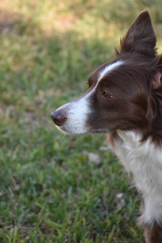 Собака породы бордер-колли- на прогулке