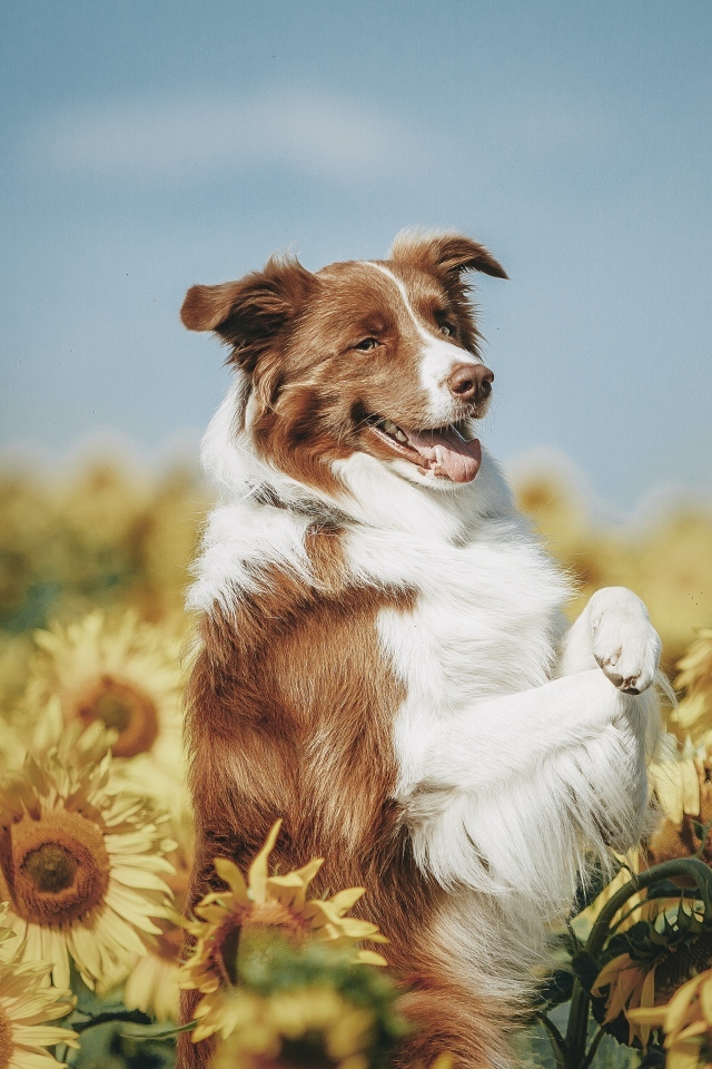 Собака породы бордер колли в подсолнухах
