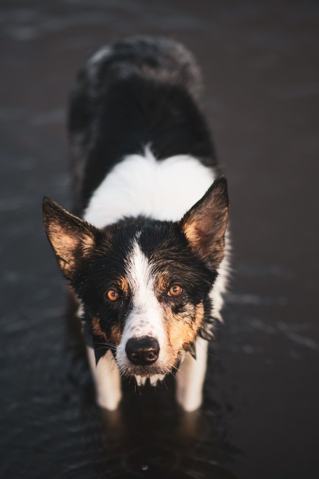 Собака породы бордер колли в воде