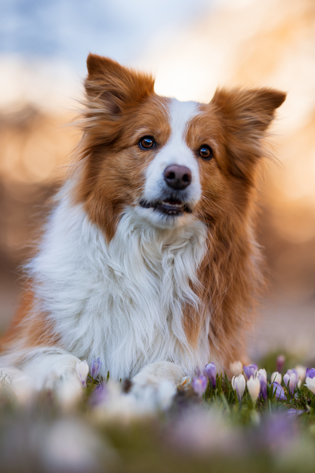 Собака бордер колли лежит в цветах