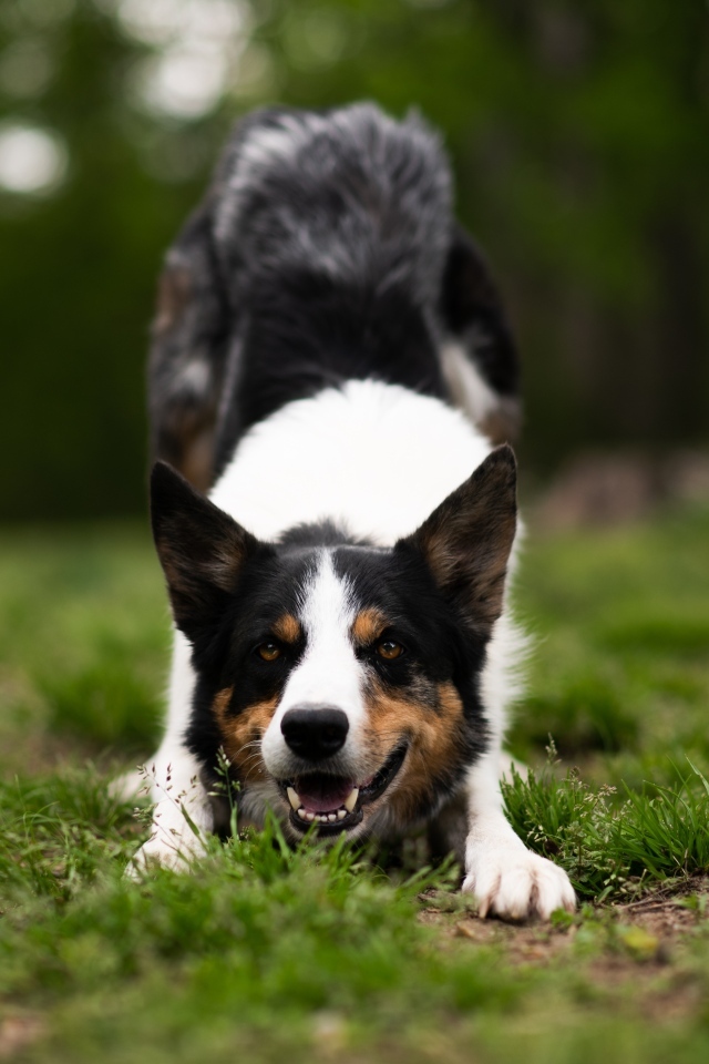 Собака бордер колли играет на траве