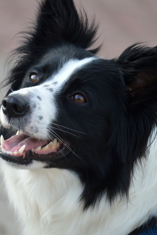 Собака породы бордер колли с открытой пастью