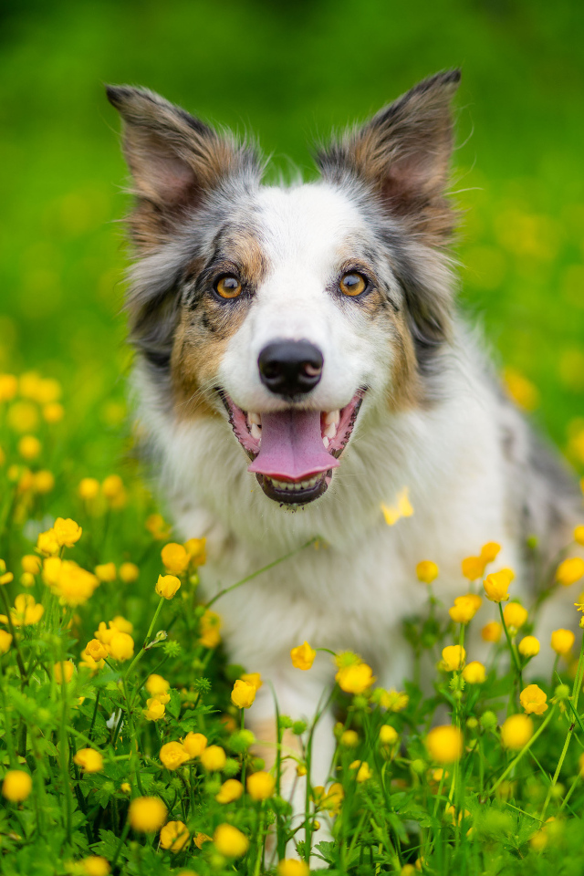 Бордер колли с высунутым языком сидит в траве