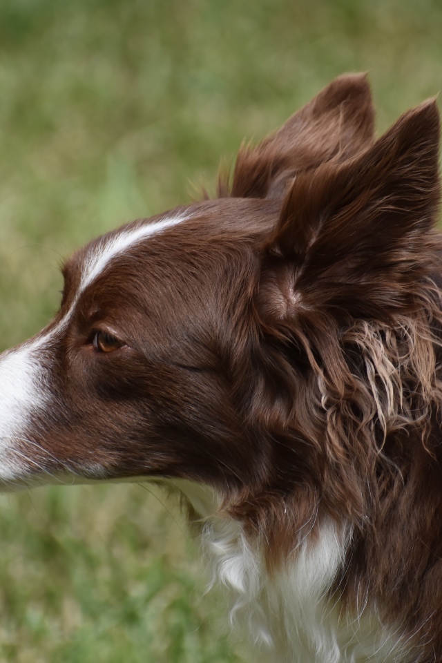 Коричневая собака бордер колли