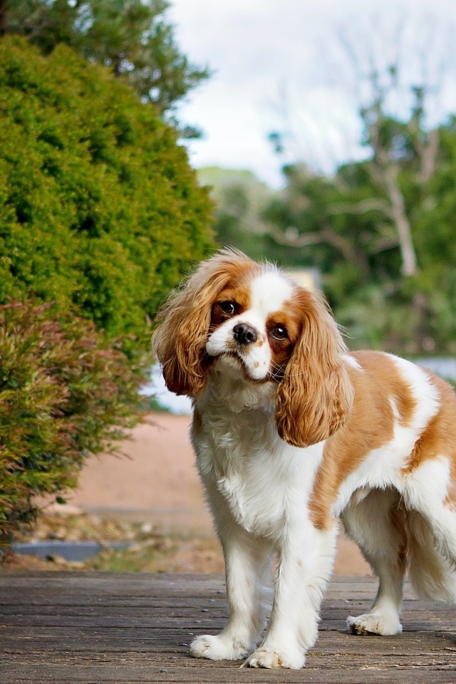 Чарльз кинг спаниель на прогулке