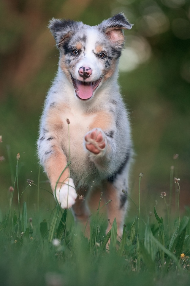 Веселый щенок австралийской овчарки бежит по траве