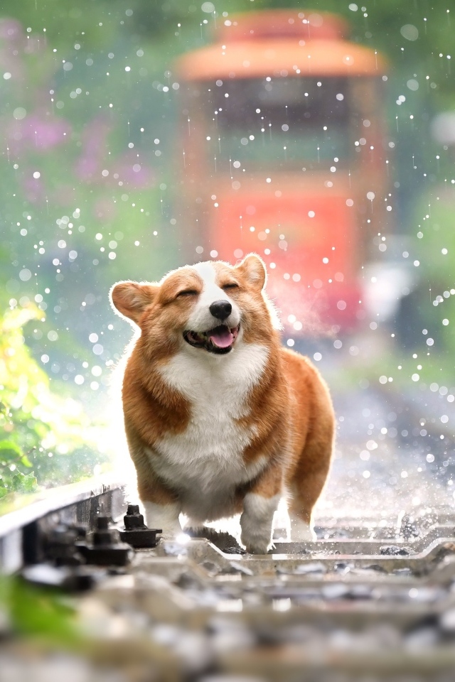Веселый корги бежит по рельсам под дождем 