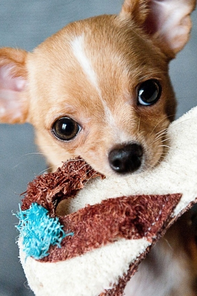 Собака породы чихуахуа с тапком в зубах