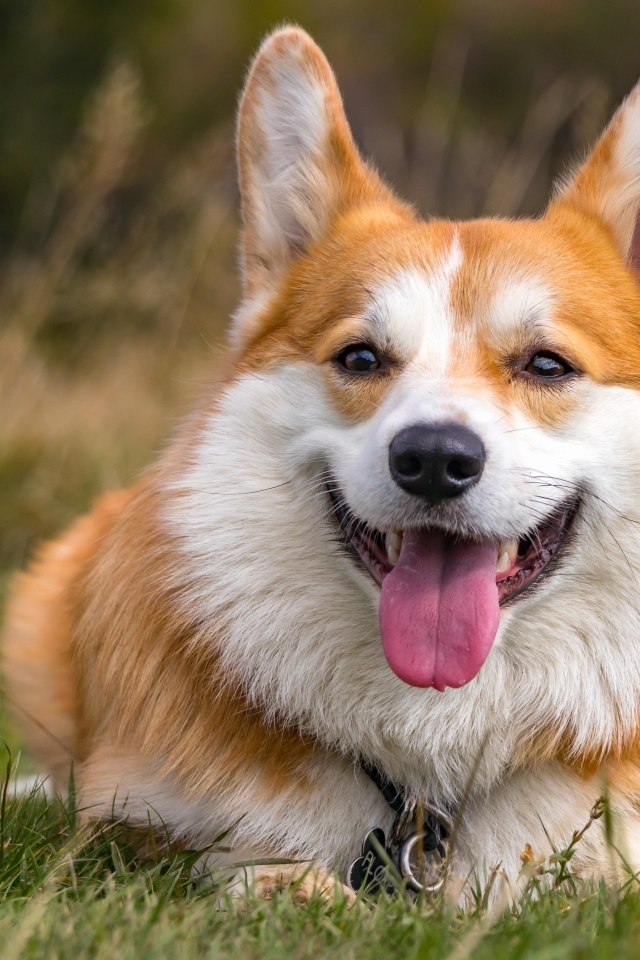 Корги лежит на траве с высунутым языком