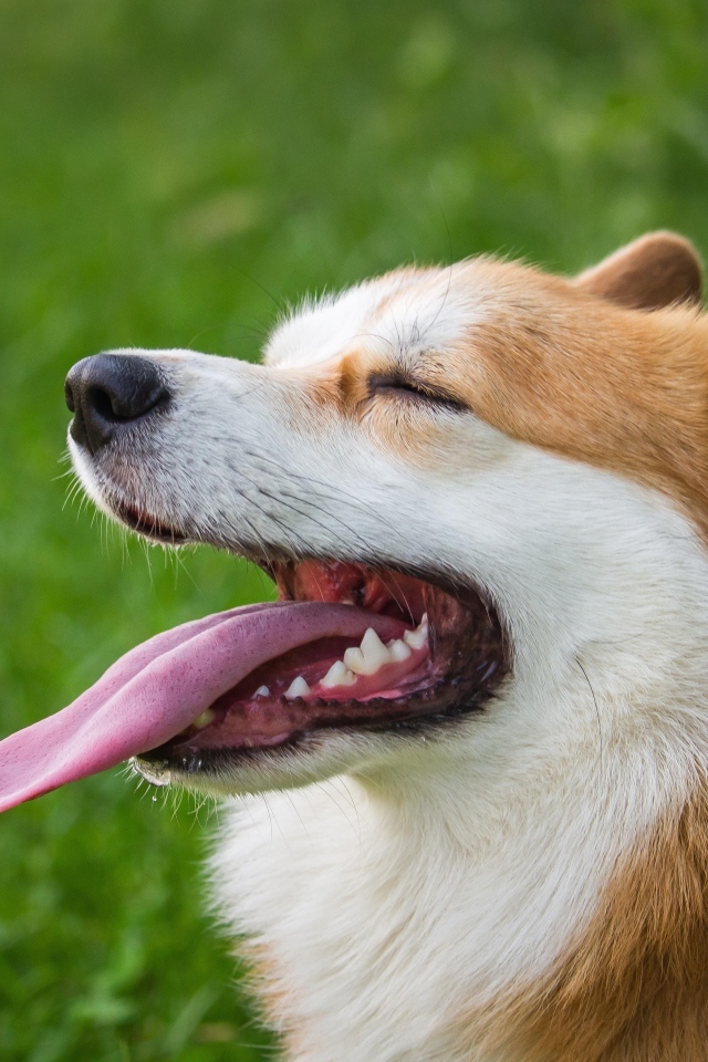 Корги с высунутым языком 