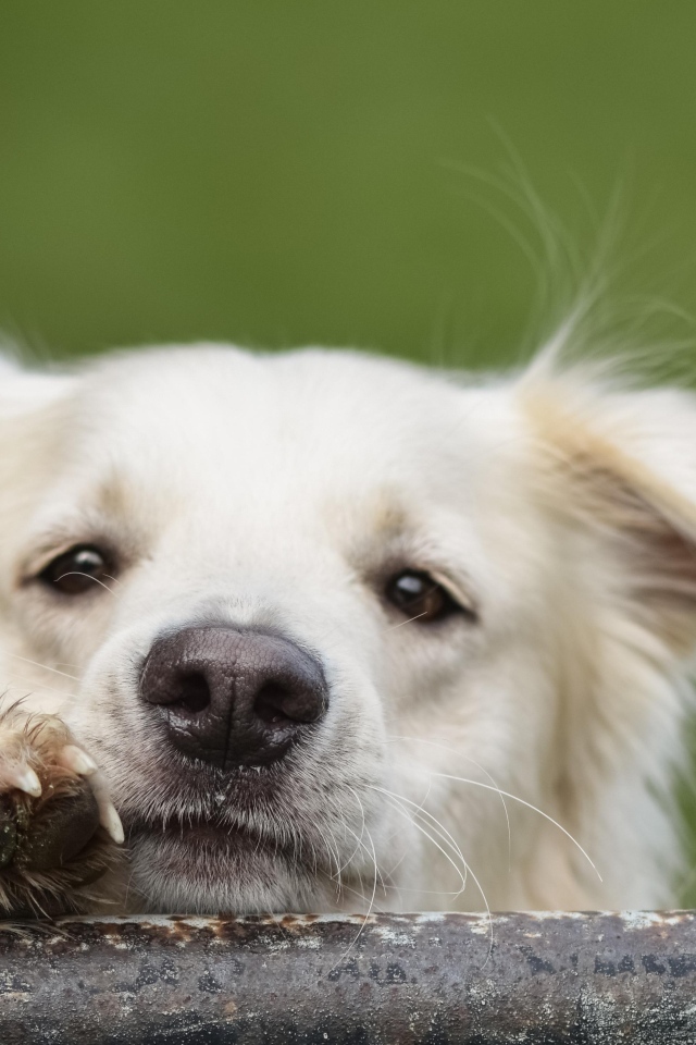 Любопытный белый пес 