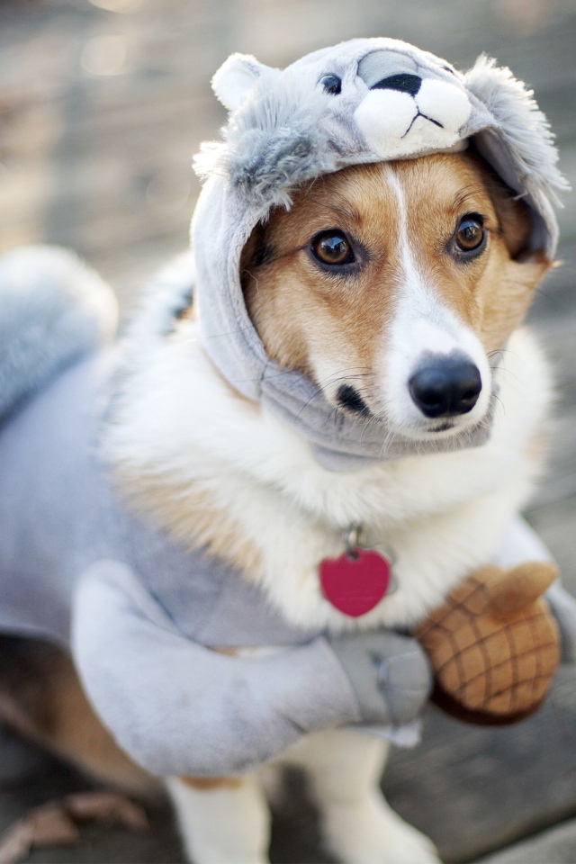 Милая собака в смешном костюме