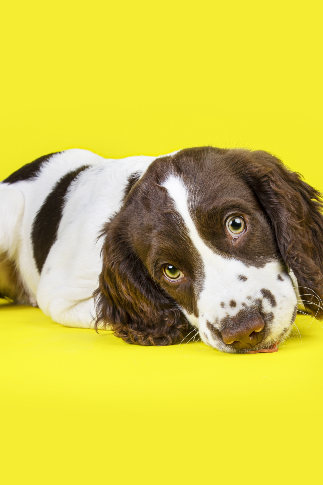Милый щенок спаниеля на желтом фоне