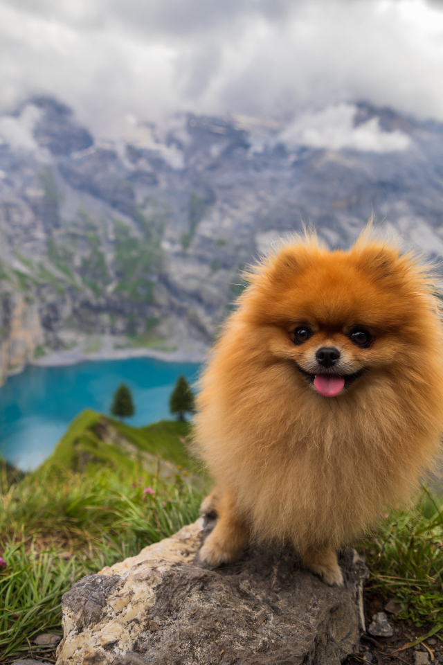 Милый шпиц стоит на камне