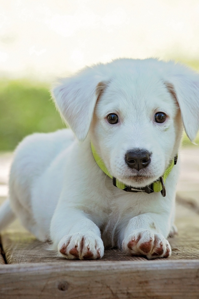 Милый белый щенок лежит на полу