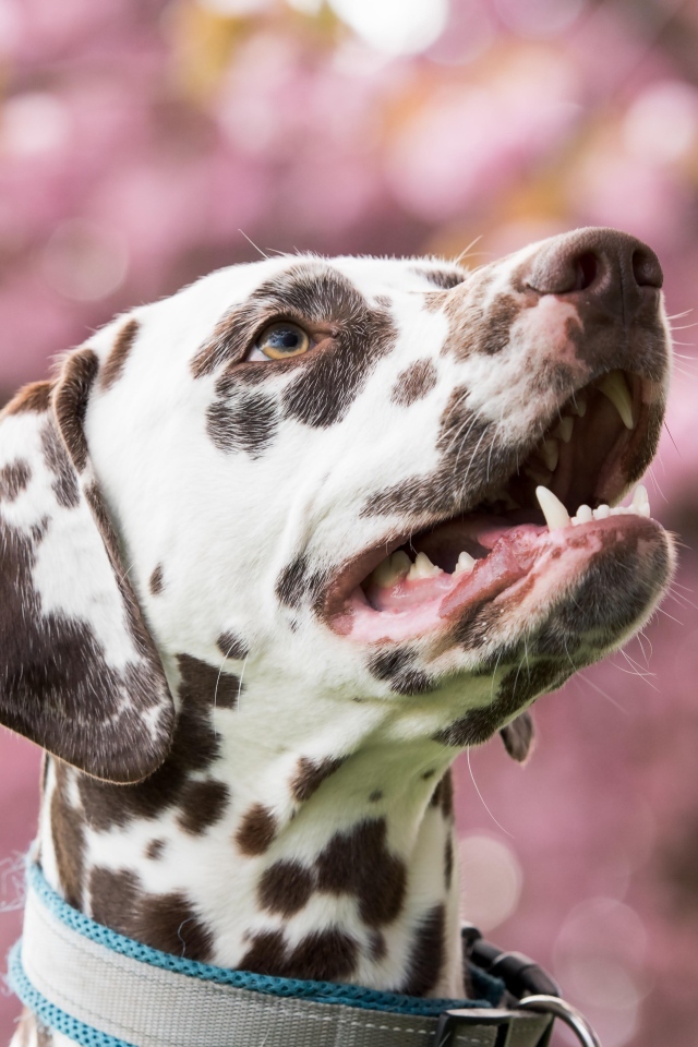 Морда далматина с открытым ртом